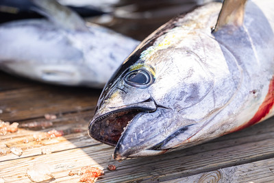 Bluewater Seafood Market