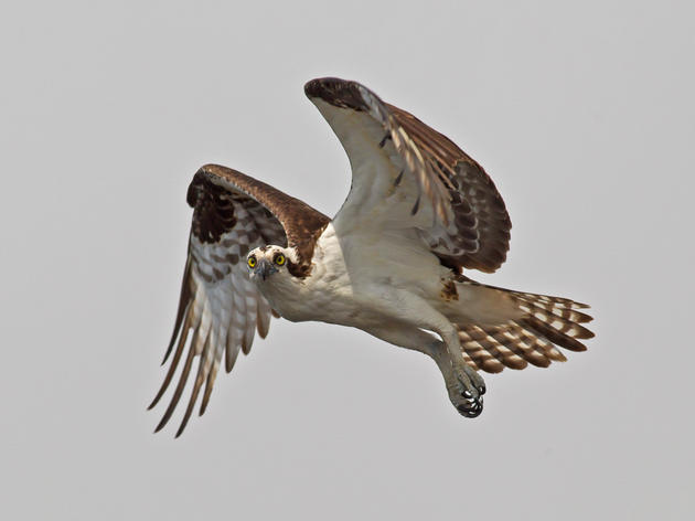 Pine Island Audubon Center