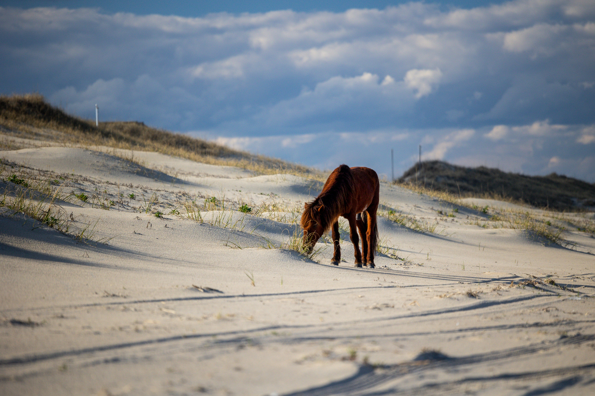 Corolla Wild Horse Tours