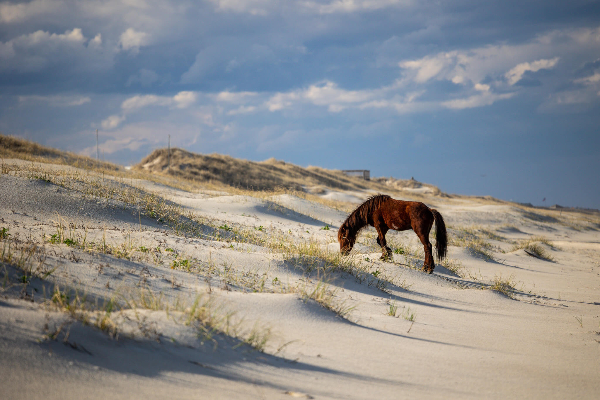 Back Country Safari Tours