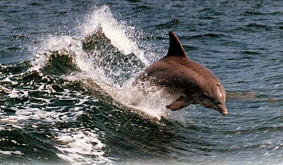 Nags Head Dolphin Watch Tours