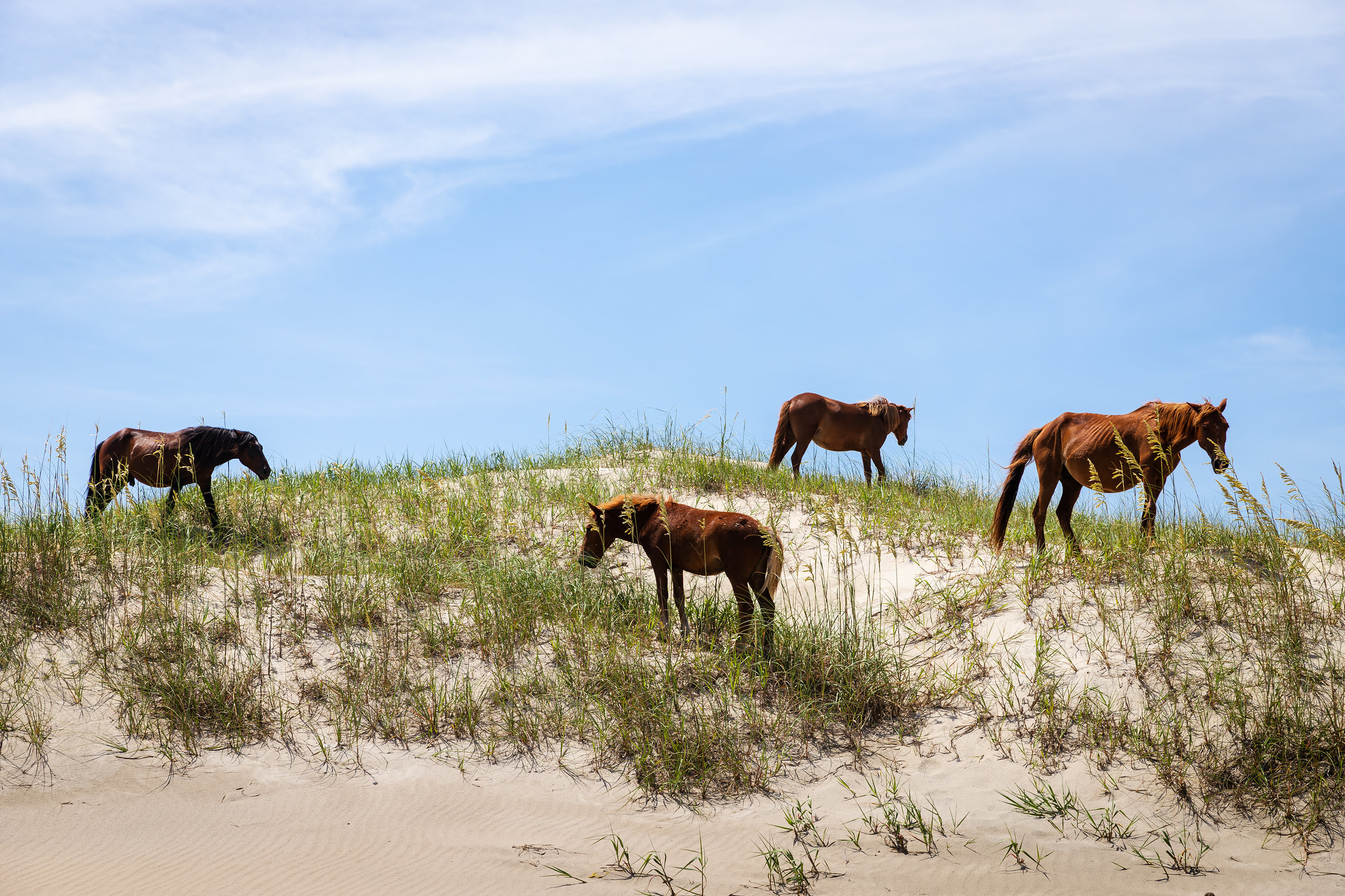 Bob's Corolla Wild Horse Tours