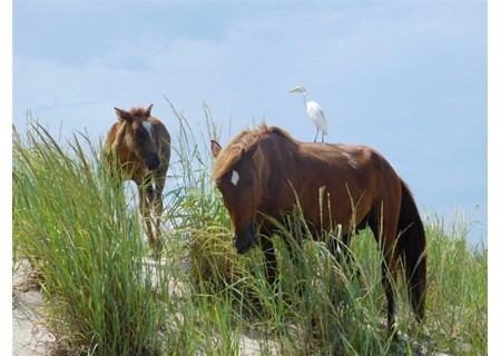 Wild Horse Adventure Tours